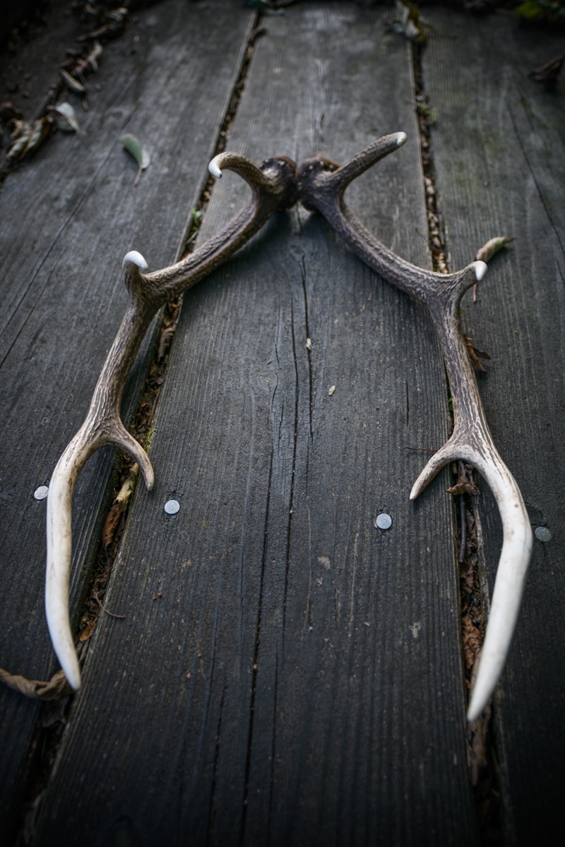 エゾ鹿肉 鉄分豊富 ヘム鉄