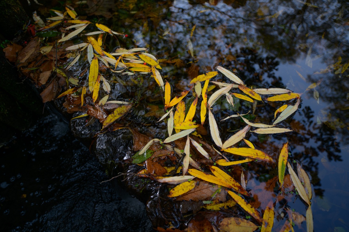 エゾ鹿肉 高タンパク低脂質