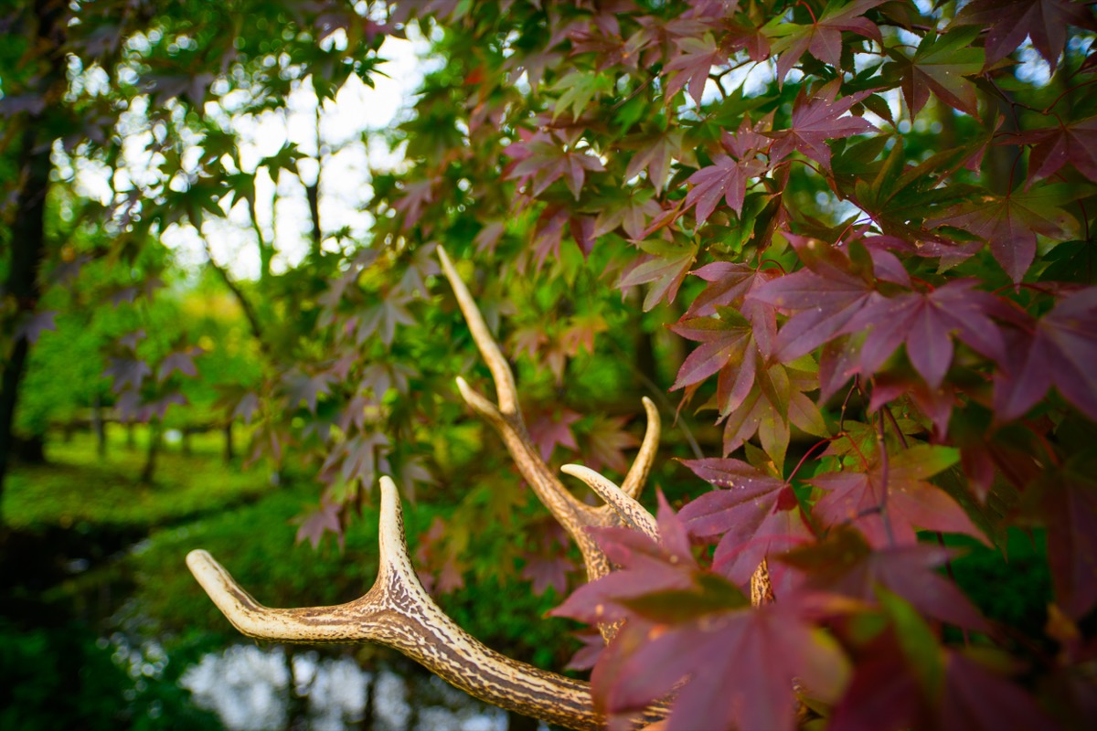 エゾ鹿肉 オメガ3脂肪酸 野生肉