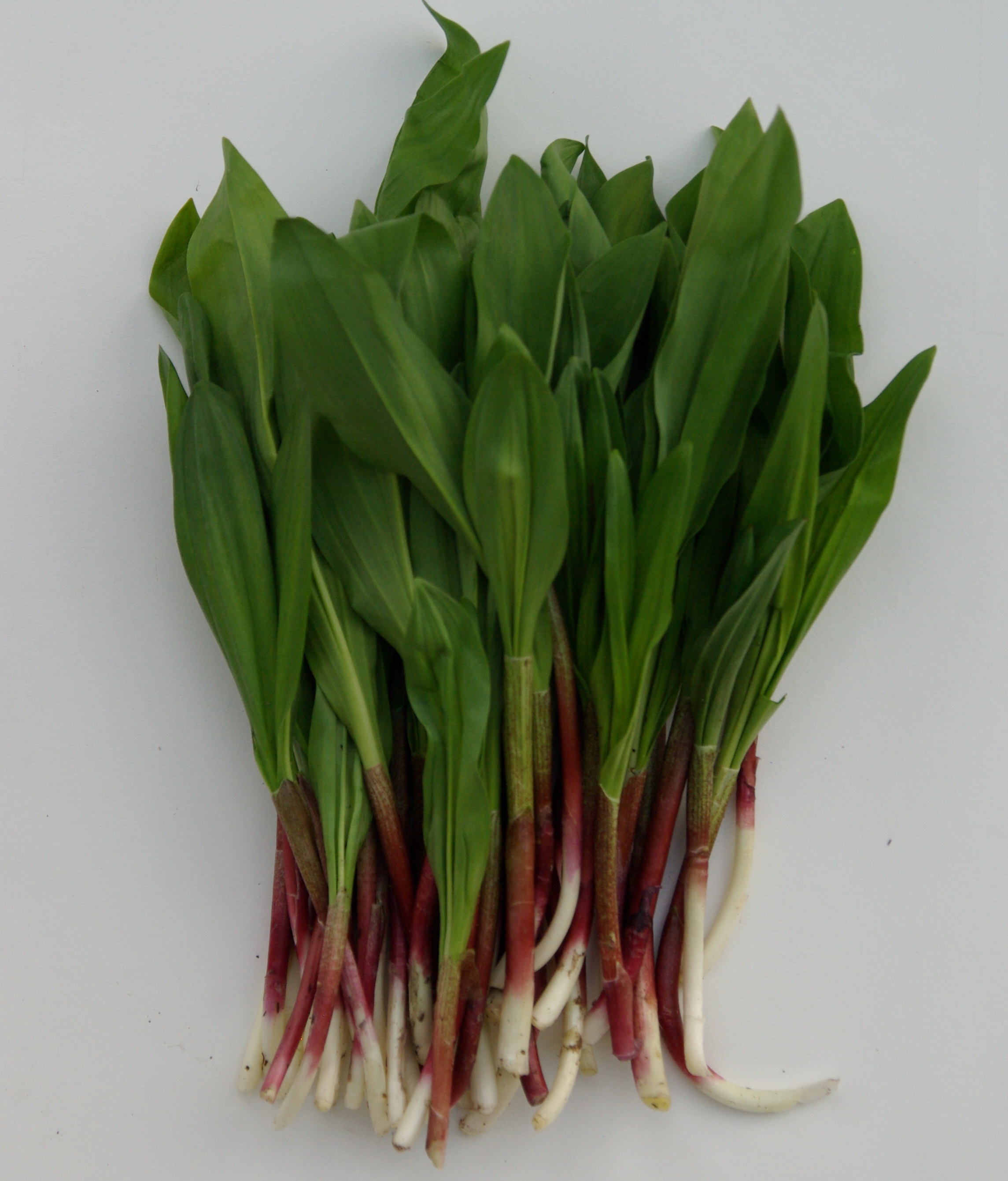 【季節限定・予約販売】行者ニンニク200g　エゾ鹿赤肉ジンギスカン300g×2パック 3